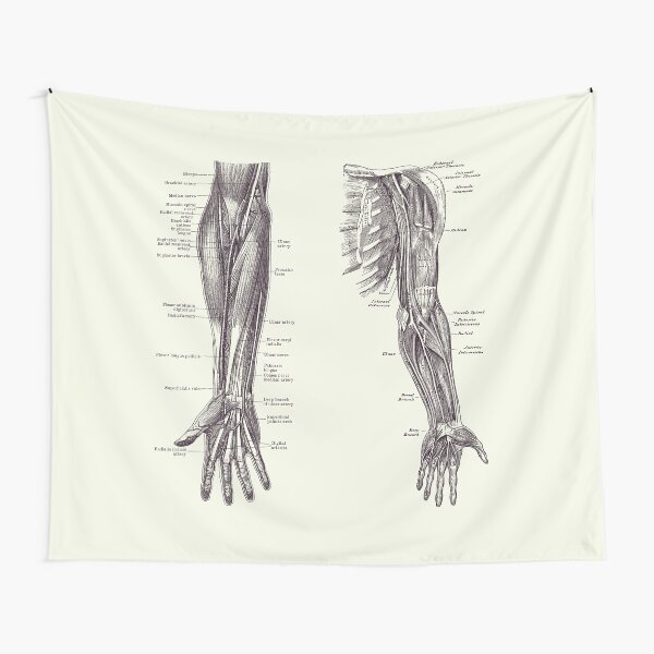 Item preview, Arm and Hand Diagram - Dual View - Vintage Anatomy 2 designed and sold by VAposters.