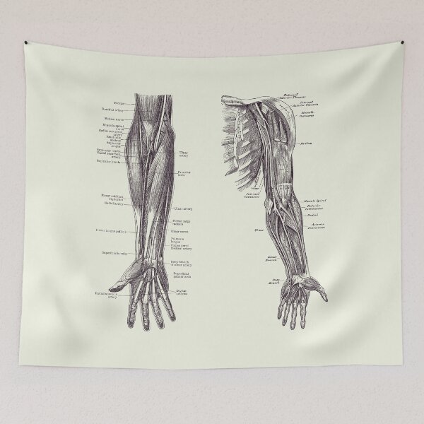 Item preview, Arm and Hand Diagram - Dual View - Vintage Anatomy 2 designed and sold by VAposters.