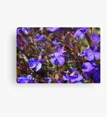 "Brilliant Blue" Canvas Print