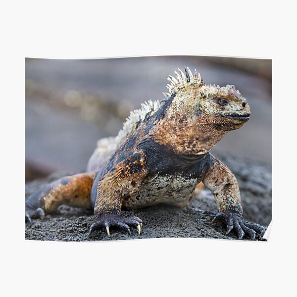 Marine Iguana, Galapagos Poster