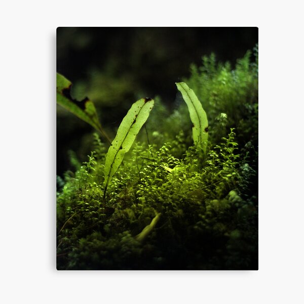 Green light Canvas Print