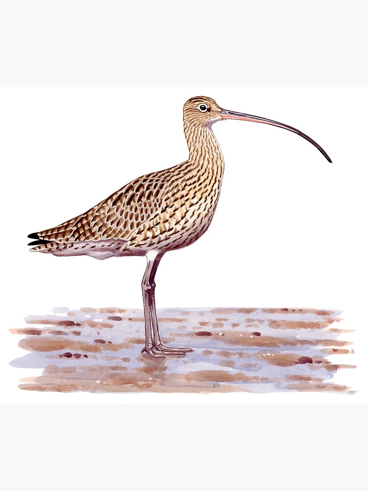 curlew artwork