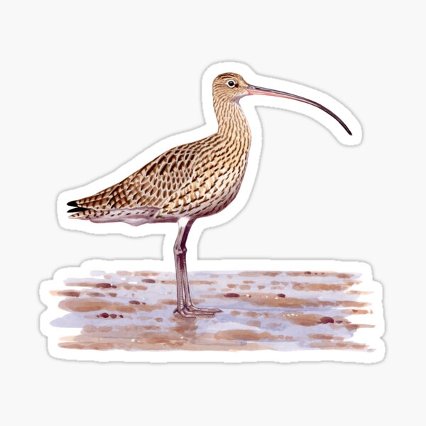 Item preview, Far-eastern Curlew painting designed and sold by kokayart.
