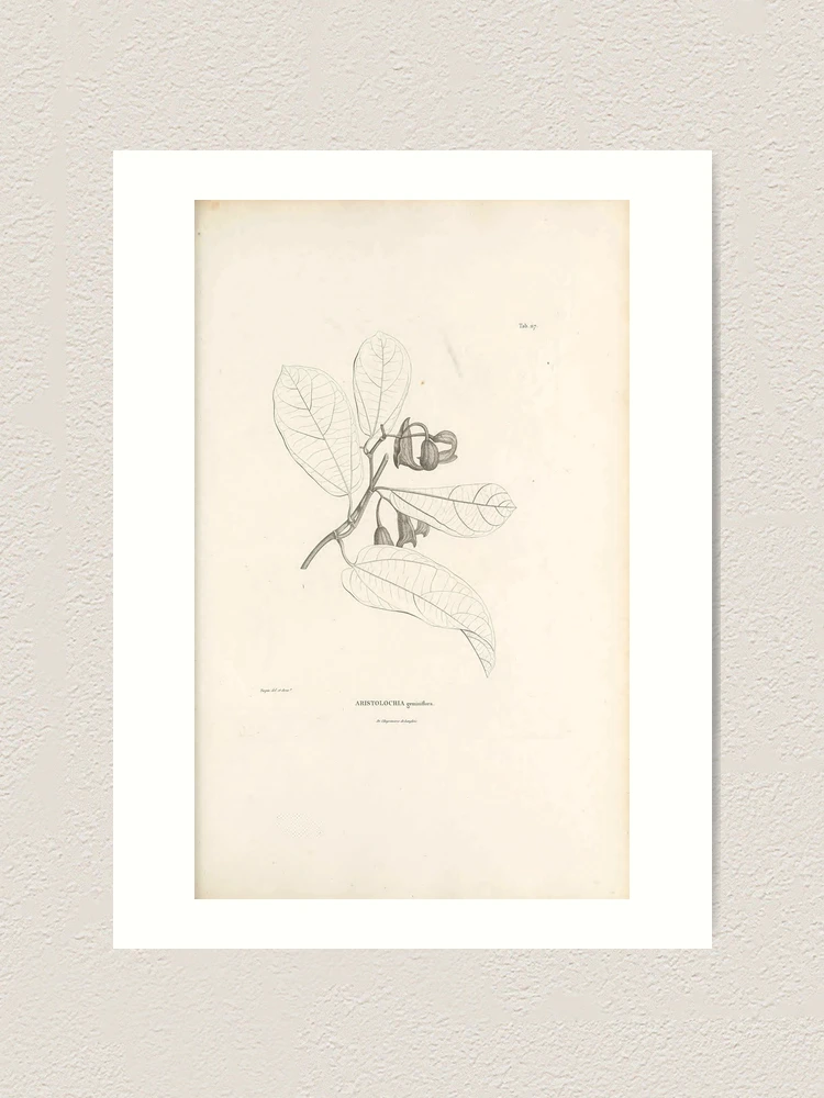 Thumbnail 1 von 3, Kunstdruck, Nova genera et species plantarum... designt und verkauft von Rodeoclash.