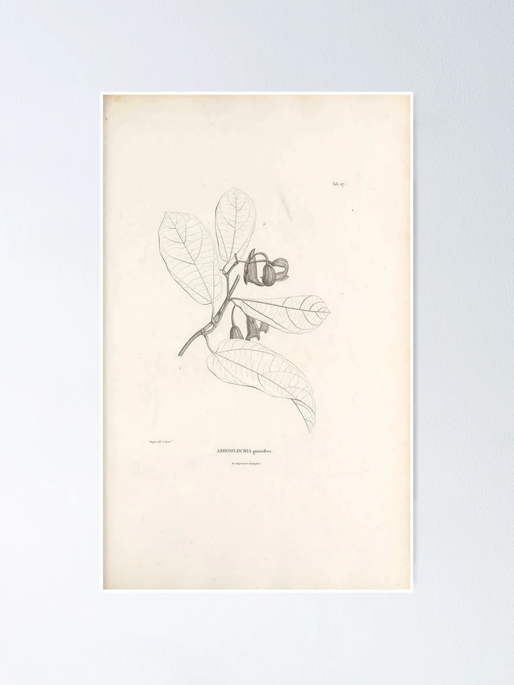 Imagen 1 de 3, Póster con la obra Nova genera et species plantarum..., diseñada y vendida por Rodeoclash.