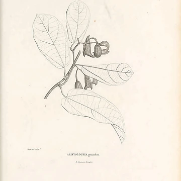 Imagen de la obra Nova genera et species plantarum... de Rodeoclash