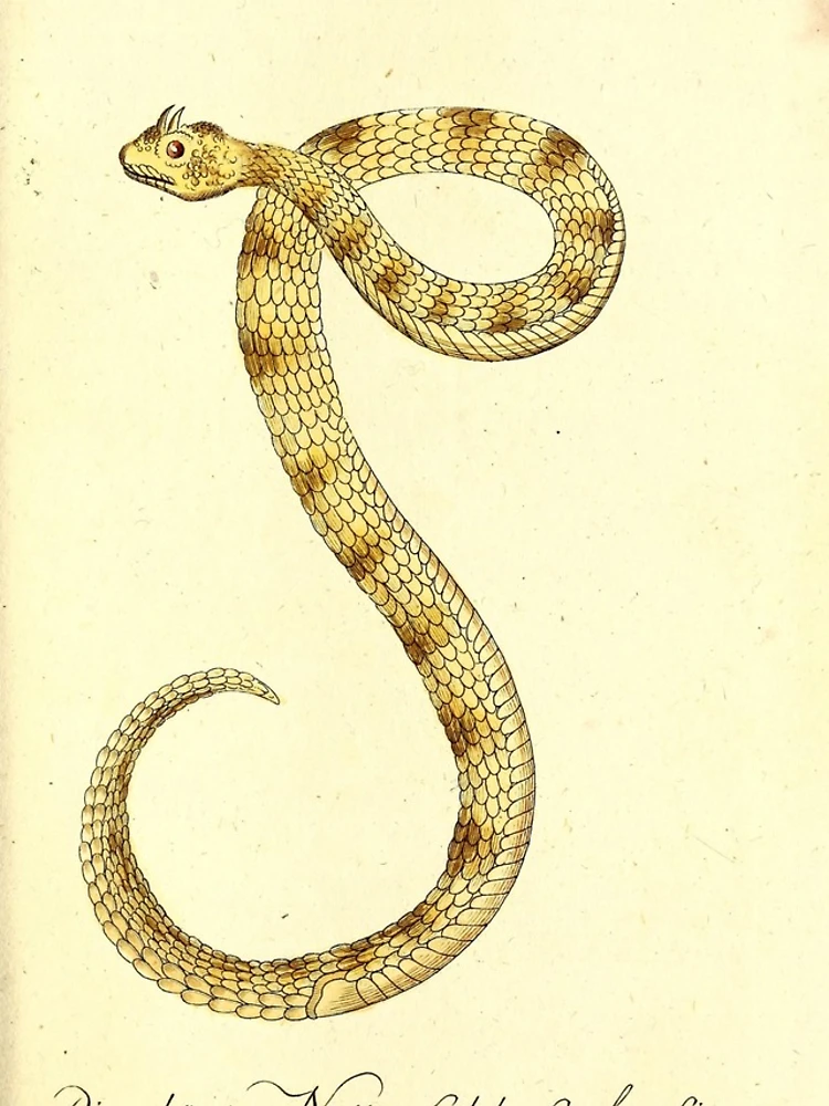 Imagen 5 de 5, Funda de iPhone con la obra Getreue Abbildungen naturhistorischer Gegenstände in..., diseñada y vendida por Rodeoclash.