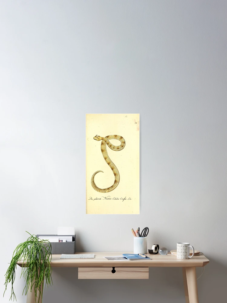 Thumbnail 2 von 3, Poster, Getreue Abbildungen naturhistorischer Gegenstände in... designt und verkauft von Rodeoclash.