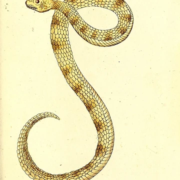 Vorschaubild zum Design Getreue Abbildungen naturhistorischer Gegenstände in... von Rodeoclash