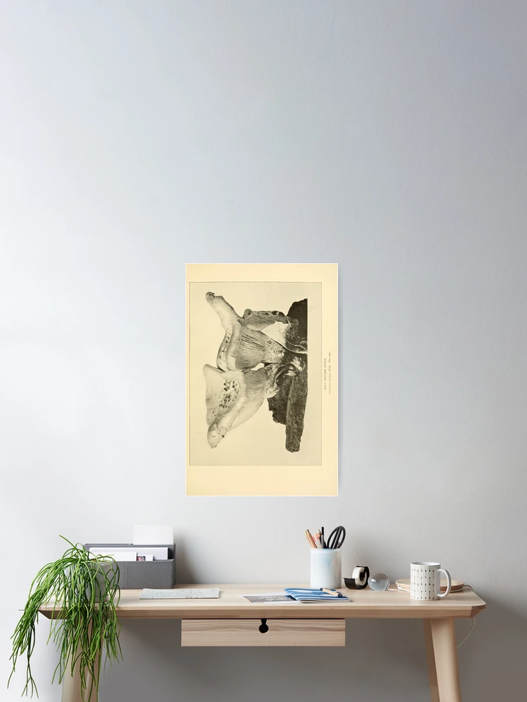 Thumbnail 2 von 3, Poster, The mushroom book... designt und verkauft von Rodeoclash.