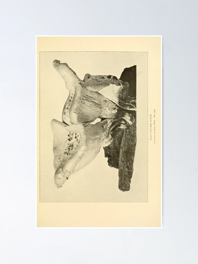 Thumbnail 1 von 3, Poster, The mushroom book... designt und verkauft von Rodeoclash.