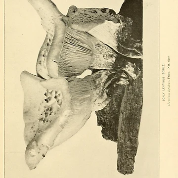 Vorschaubild zum Design The mushroom book... von Rodeoclash