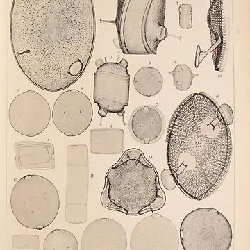 Aperçu de l'œuvre Atlas der DiatomaceenKunde Leipzig OR... de Rodeoclash