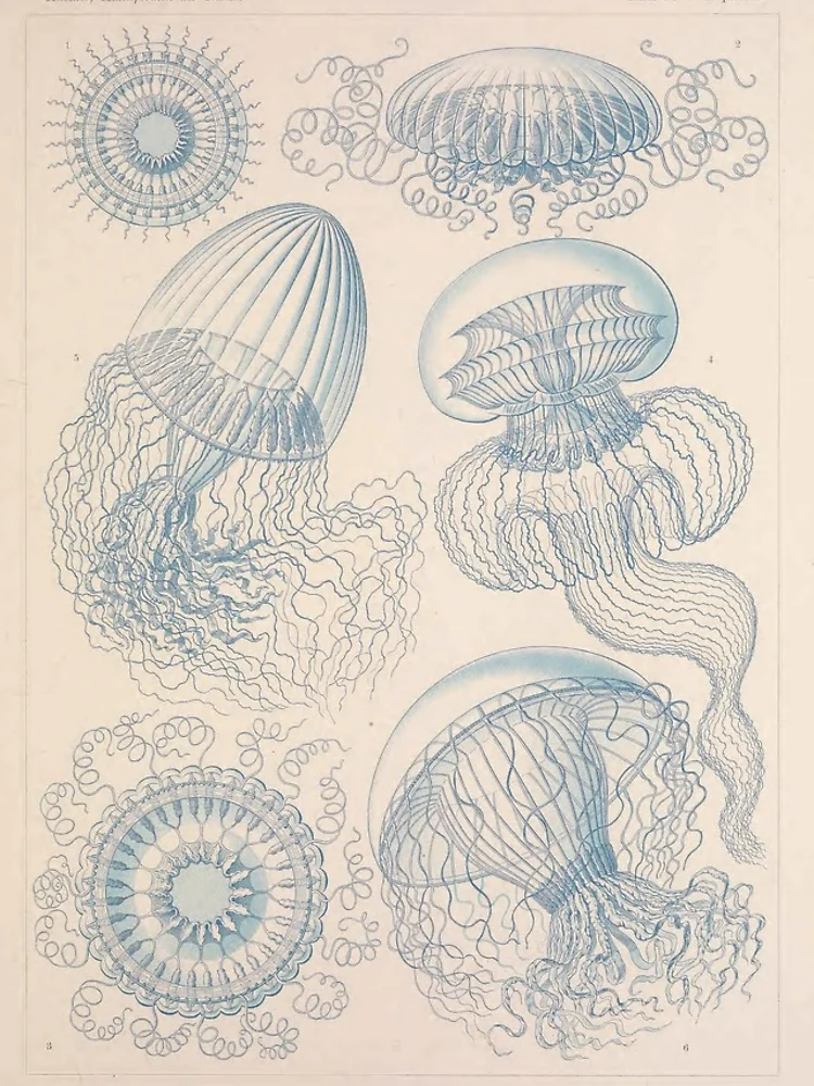 Aperçu 5 sur 5. Coque iPhone avec l'œuvre Kunstformen der Natur... créée et vendue par Rodeoclash.