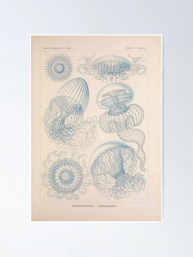 Thumbnail 1 von 3, Poster, Kunstformen der Natur... designt und verkauft von Rodeoclash.