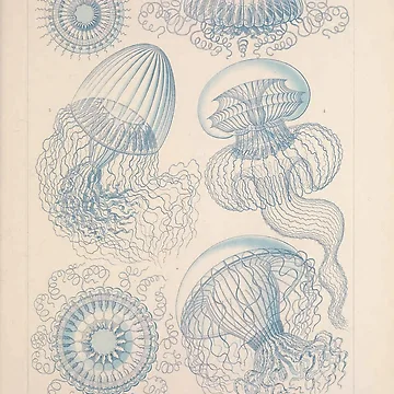 Vorschaubild zum Design Kunstformen der Natur... von Rodeoclash