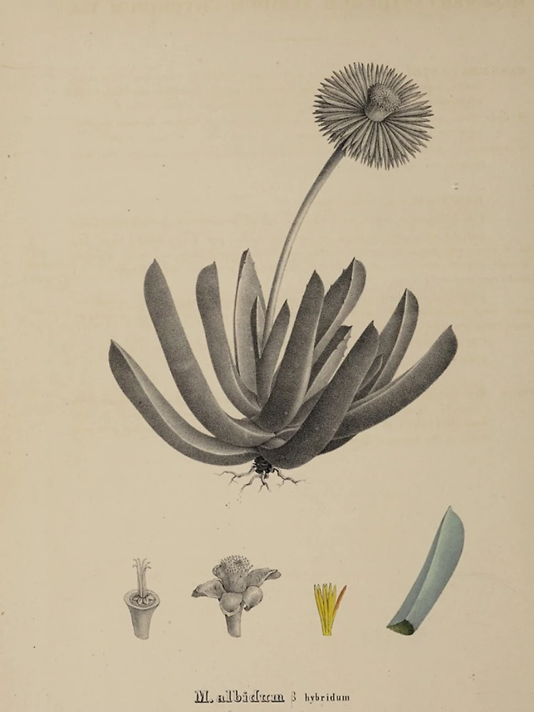 Imagen 5 de 5, Funda de iPhone con la obra Monographia generum aloes et mesembryanthemi..., diseñada y vendida por Rodeoclash.