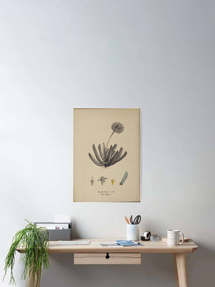 Thumbnail 2 von 3, Poster, Monographia generum aloes et mesembryanthemi... designt und verkauft von Rodeoclash.