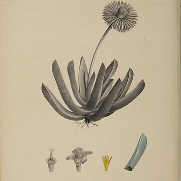 Vorschaubild zum Design Monographia generum aloes et mesembryanthemi... von Rodeoclash
