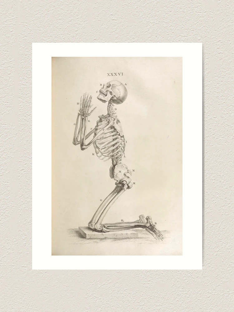 Thumbnail 1 von 3, Kunstdruck, Osteographia or the Anatomy of... designt und verkauft von Rodeoclash.