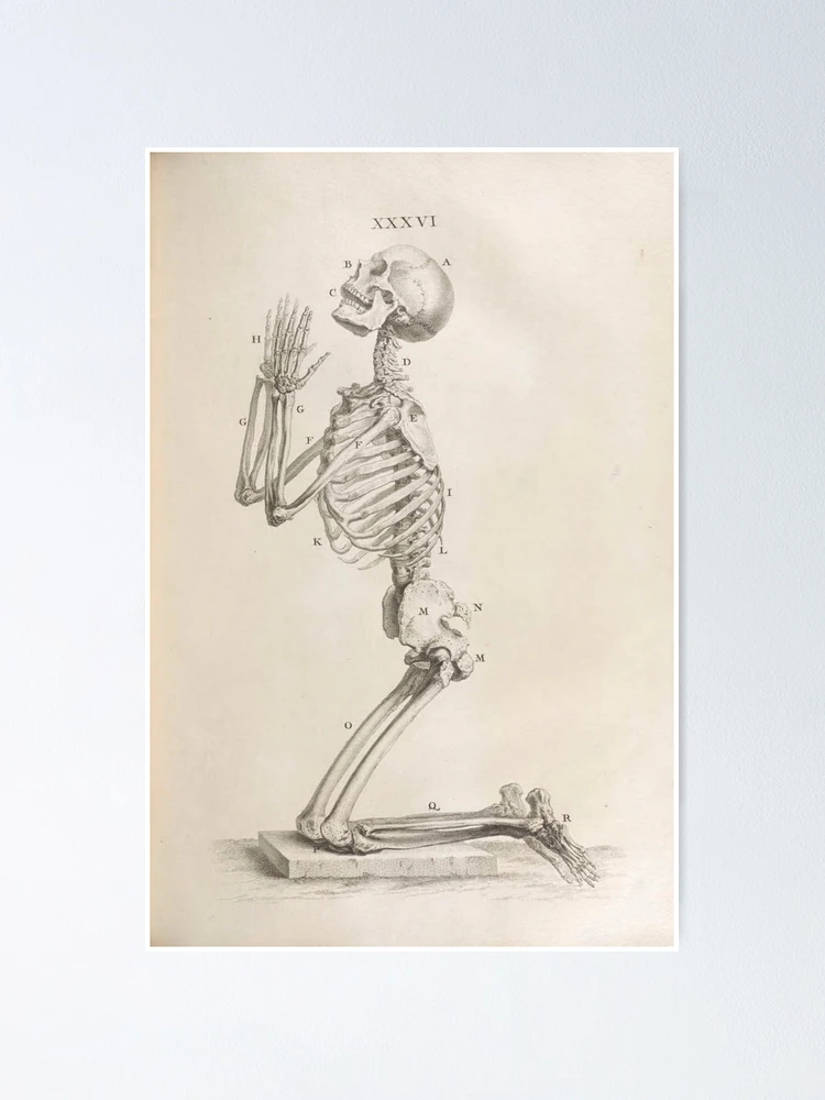 Thumbnail 1 von 3, Poster, Osteographia or the Anatomy of... designt und verkauft von Rodeoclash.