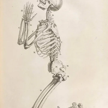 Vorschaubild zum Design Osteographia or the Anatomy of... von Rodeoclash