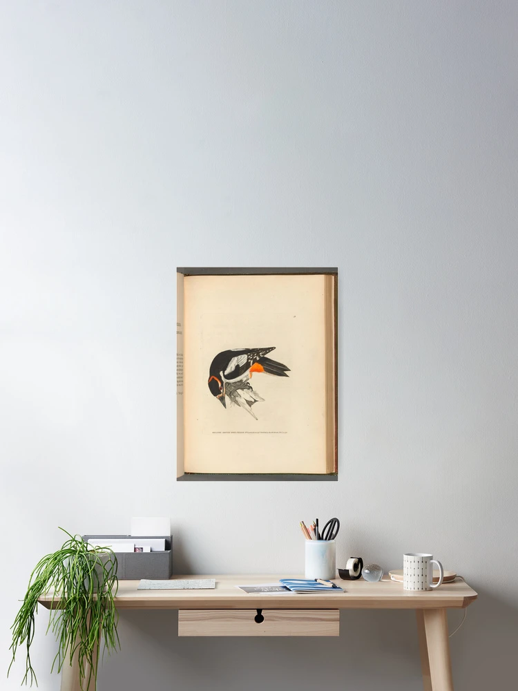 Thumbnail 2 von 3, Poster, The birds of Great Britain... designt und verkauft von Rodeoclash.