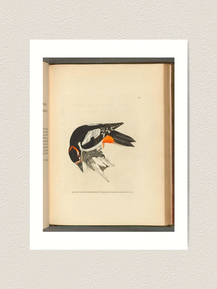 Thumbnail 1 von 3, Kunstdruck, The birds of Great Britain... designt und verkauft von Rodeoclash.