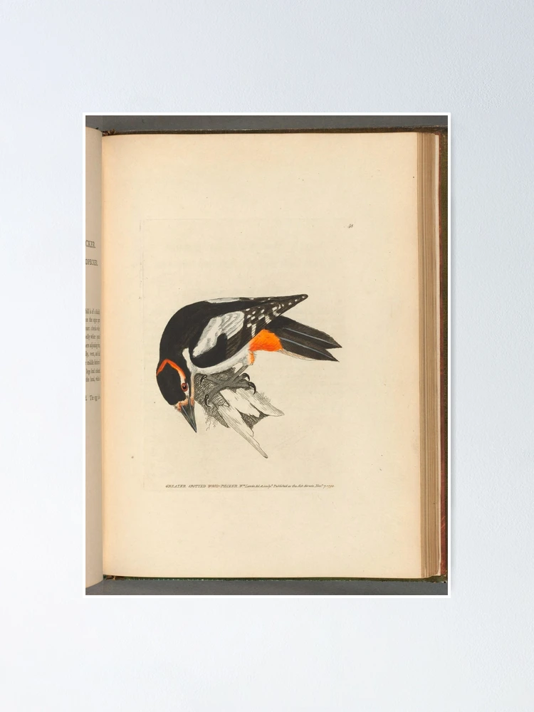 Thumbnail 1 von 3, Poster, The birds of Great Britain... designt und verkauft von Rodeoclash.