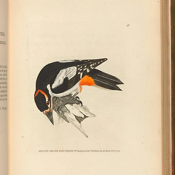 Vorschaubild zum Design The birds of Great Britain... von Rodeoclash