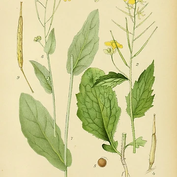 Imagen de la obra Billeder af Nordens flora... de Rodeoclash