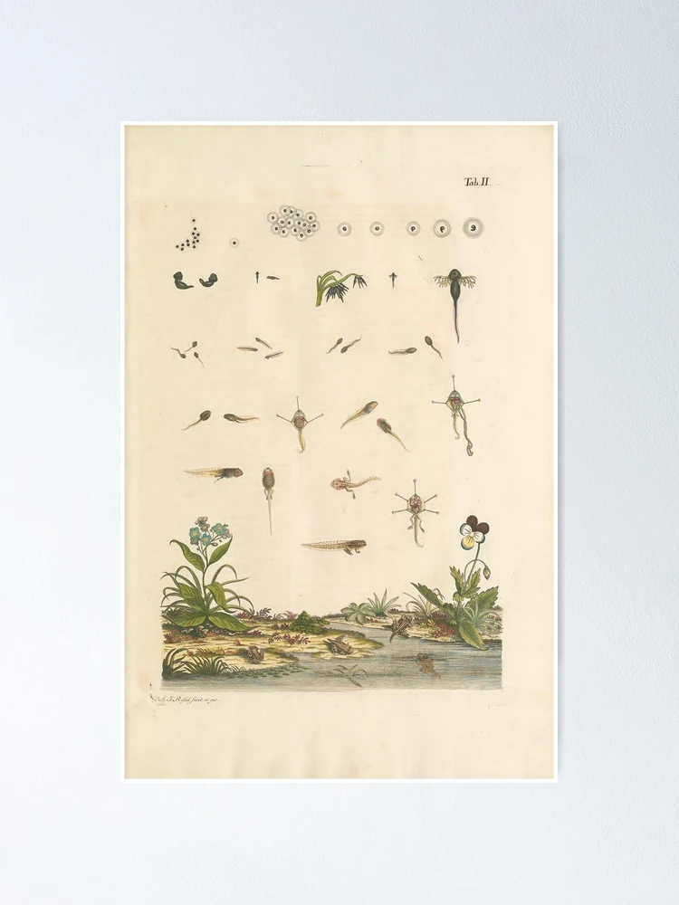 Thumbnail 1 von 3, Poster, Historia naturalis ranarum nostratium Nürnberg... designt und verkauft von Rodeoclash.