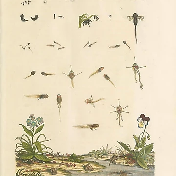 Vorschaubild zum Design Historia naturalis ranarum nostratium Nürnberg... von Rodeoclash