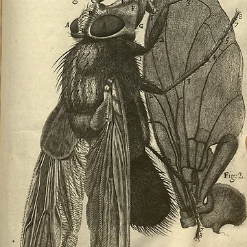 Vorschaubild zum Design Micrographia or Some physiological descriptions... von Rodeoclash
