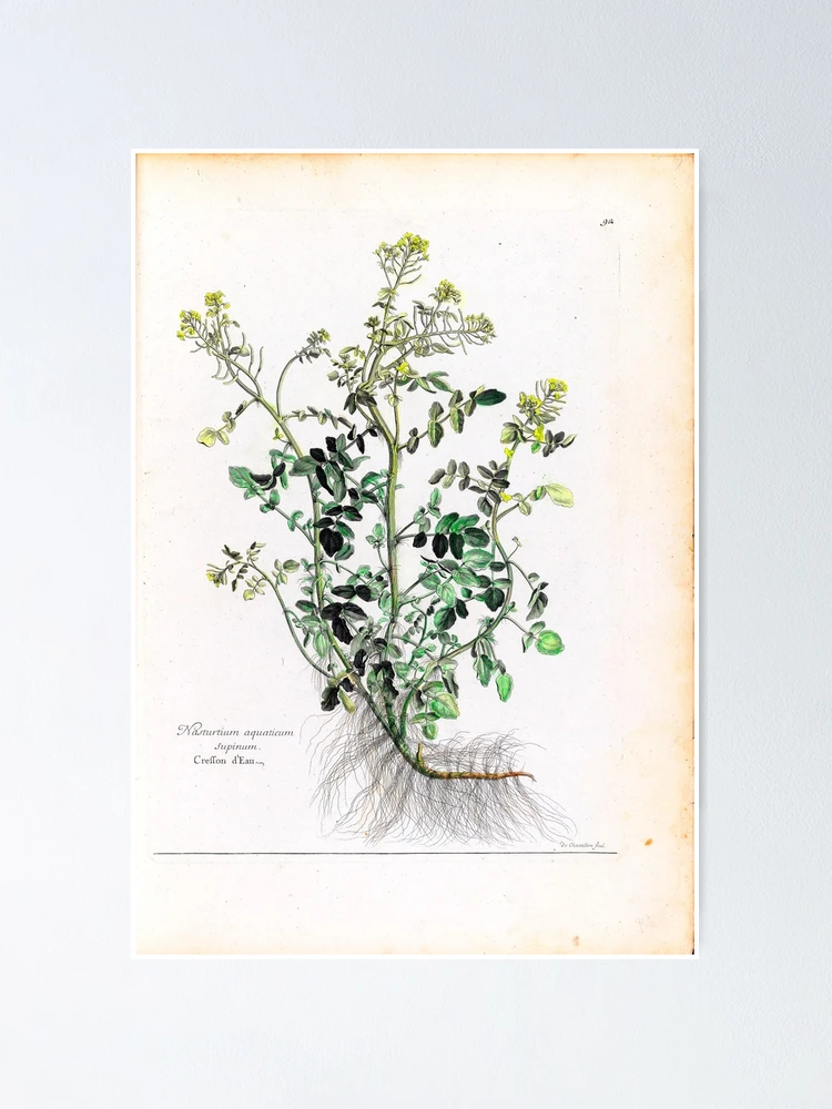 Imagen 1 de 3, Póster con la obra [Recueil des plantes dessinées et..., diseñada y vendida por Rodeoclash.
