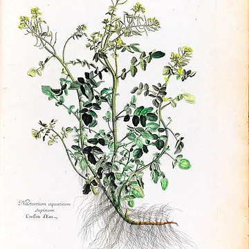 Imagen de la obra [Recueil des plantes dessinées et... de Rodeoclash