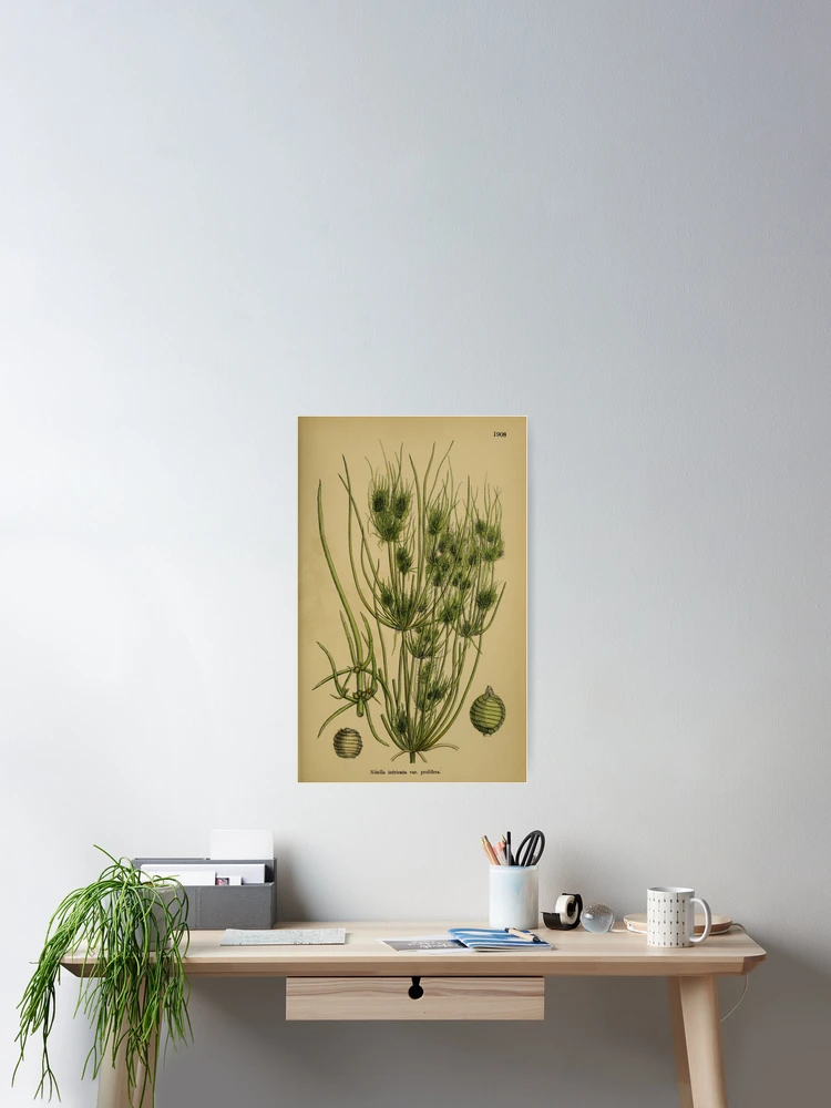 Thumbnail 2 von 3, Poster, English botany or Coloured figures... designt und verkauft von Rodeoclash.