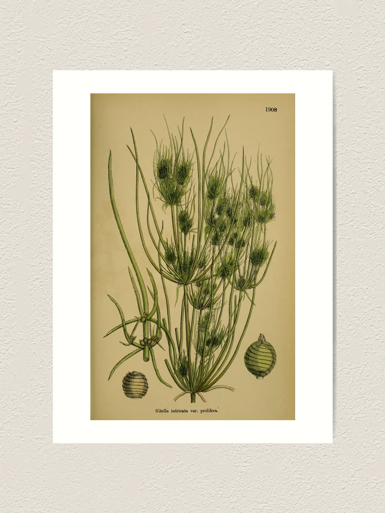 Thumbnail 1 von 3, Kunstdruck, English botany or Coloured figures... designt und verkauft von Rodeoclash.