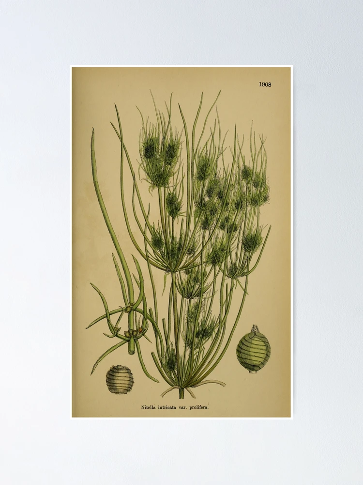 Thumbnail 1 von 3, Poster, English botany or Coloured figures... designt und verkauft von Rodeoclash.