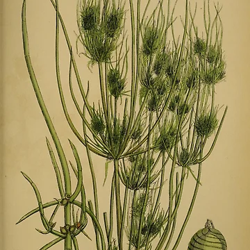 Vorschaubild zum Design English botany or Coloured figures... von Rodeoclash