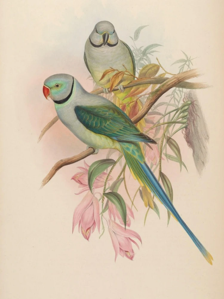 Aperçu 4 sur 4. Coque iPhone avec l'œuvre Birds of Asia by John... créée et vendue par Rodeoclash.