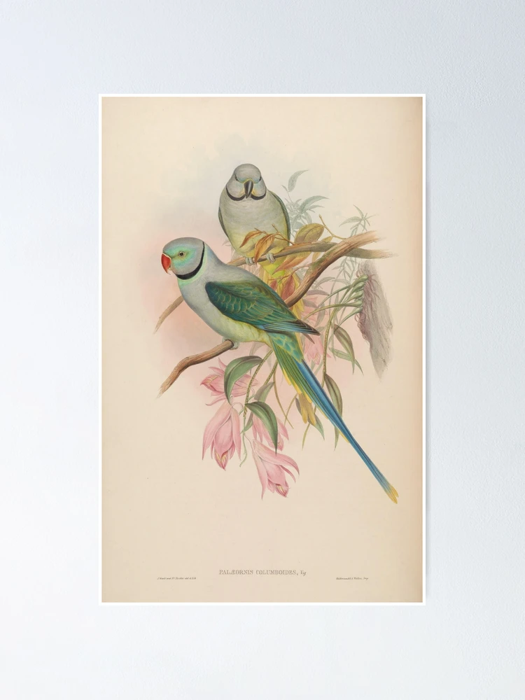 Thumbnail 1 von 3, Poster, Birds of Asia by John... designt und verkauft von Rodeoclash.
