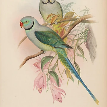 Vorschaubild zum Design Birds of Asia by John... von Rodeoclash