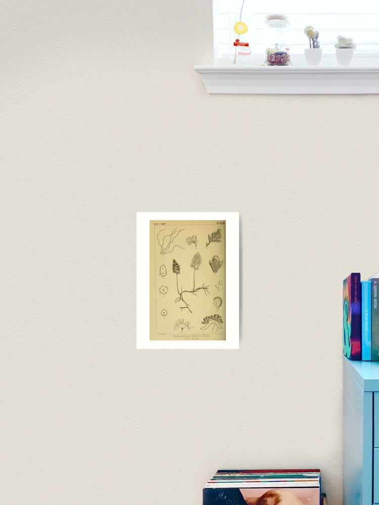 Thumbnail 2 von 3, Kunstdruck, Shinsen Nihon shokubutsu zusetsu... designt und verkauft von Rodeoclash.