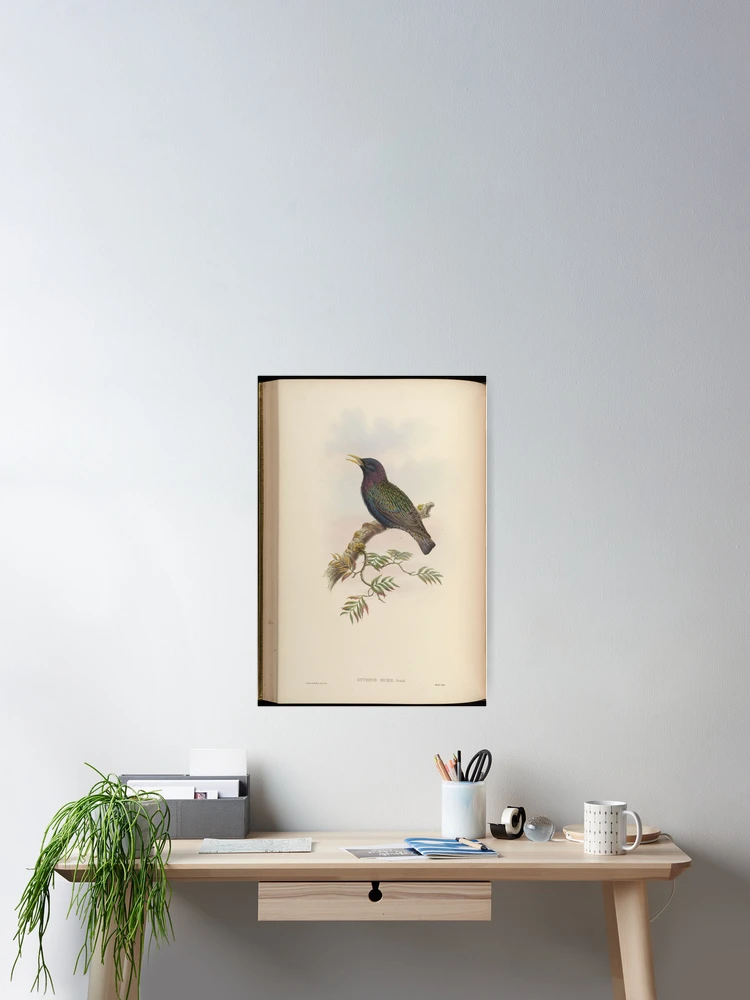 Aperçu 2 sur 3. Poster avec l'œuvre Birds of Asia by John... créée et vendue par Rodeoclash.