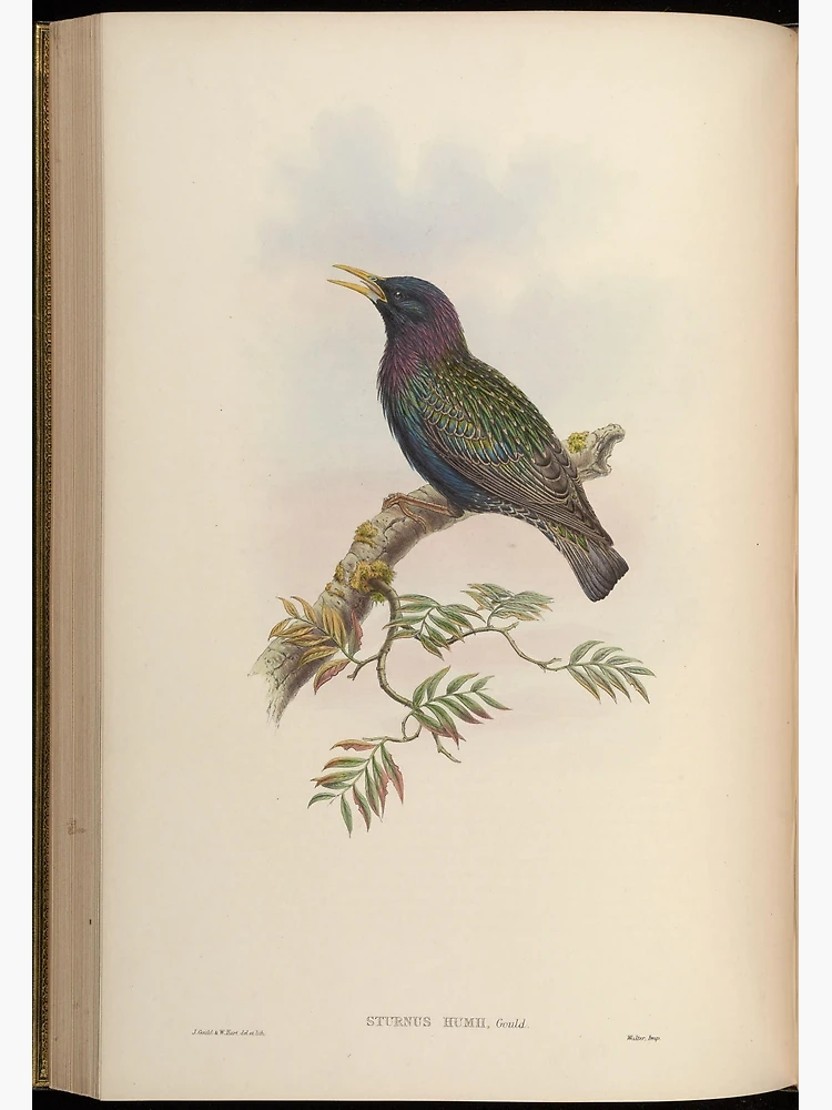 Aperçu 3 sur 3. Poster avec l'œuvre Birds of Asia by John... créée et vendue par Rodeoclash.