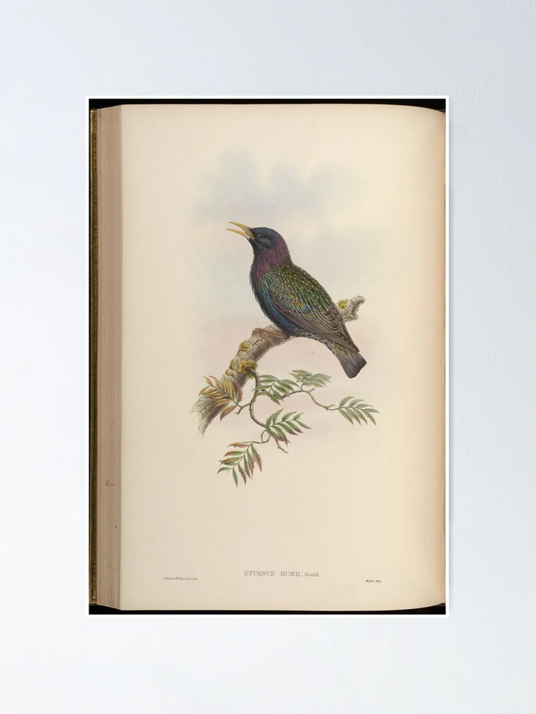 Aperçu 1 sur 3. Poster avec l'œuvre Birds of Asia by John... créée et vendue par Rodeoclash.