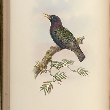 Aperçu de l'œuvre Birds of Asia by John... de Rodeoclash