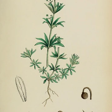 Imagen de la obra English botany or Coloured figures... de Rodeoclash