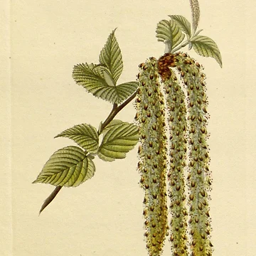 Vorschaubild zum Design The botanical cabinet... von Rodeoclash